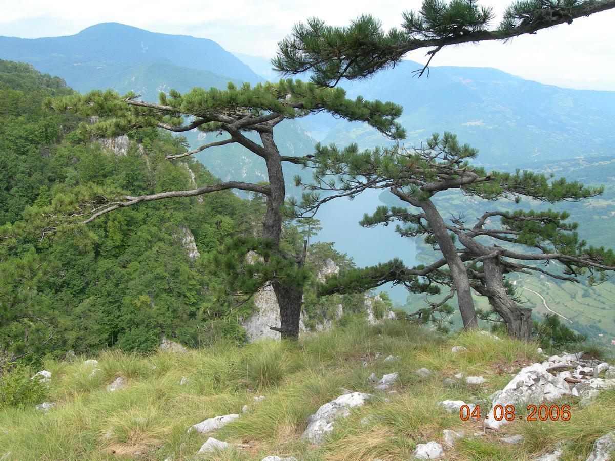 Vila Dodi Villa Bajina Basta Buitenkant foto